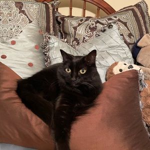 Meet your Posher, Amber